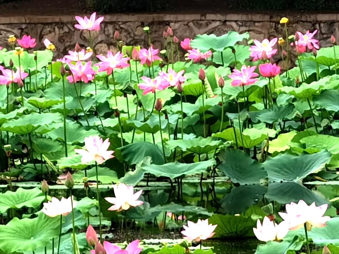 七朵莲花 - 白玛加波 - qq音乐-千万正版音乐海量无损曲库新歌热歌